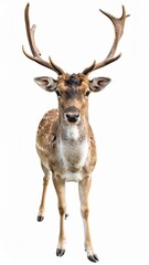 Wild deer over white background, no shadow