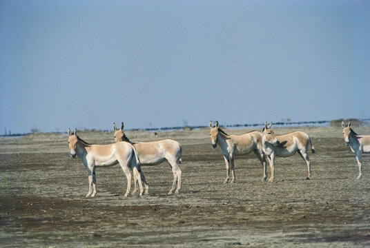 Asiatic wild Ass Asinus Hemionus Khur, Rann of Kutch, Gujarat, India