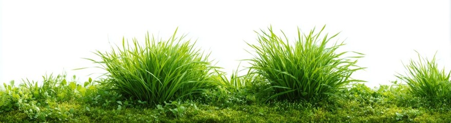 Fresh Green Grass Background Image