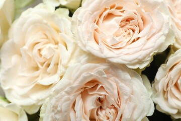Beautiful peony roses as a background
