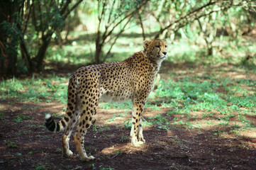 Cheetah Acinonyx jubatus, Kenya, Africa