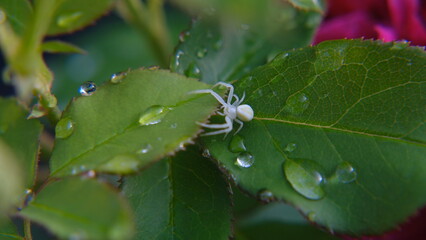 spider on leaf