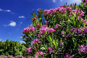 Fototapeta premium purple flowers in the field