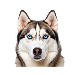 A close-up portrait of a Siberian Husky with striking blue eyes and a thick, multicolored fur coat.