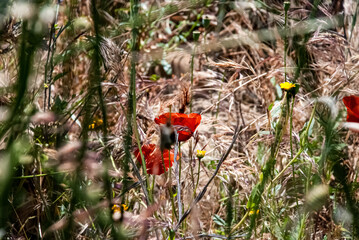 wild flower in the forest