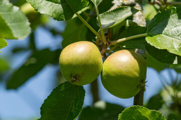 Two green apples hanging from a tree branch in an orchard