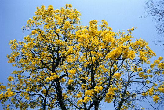 Tabobia tree, Dapoli, Maharashtra, India