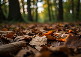 Obraz premium Leaves slowly piling up on forest ground, symbolizing the natural process of accrual in seasons