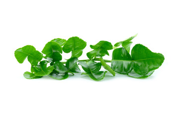 Fototapeta premium Kaffir lime leaves with branch isolated on white background close up