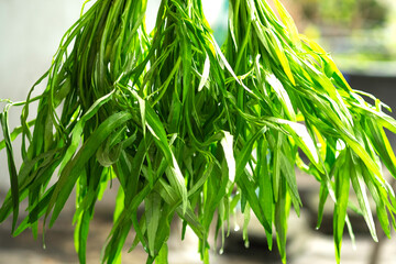 Hanging down Chinese Convolvulus (Morning glory) bunches make the water disappear preparation for...