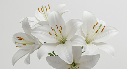 Composition featuring beautiful lily flowers against a white background.flower, spring, nature, blossom, flowers, lily, beauty, plant, bloom, petal, flora, macro