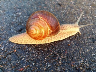 snail on the road