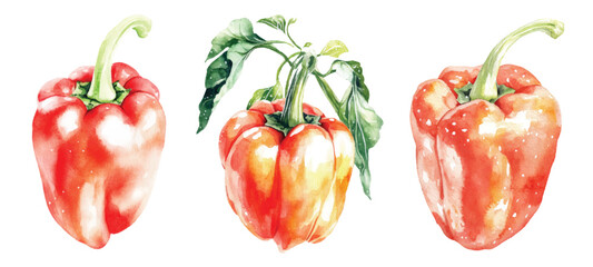 Red pepper Watercolor painted vegetables. Fresh colorful veggies vector illustration