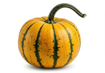 Single delicata squash with green stripes and curved stem