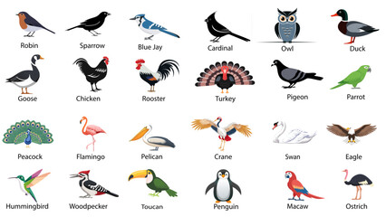 Colorful Vector Icon Set Featuring Twenty Four Bird Species Including Robin, Sparrow, Eagle, Parrot, Owl, And More For Educational Or Decorative Use