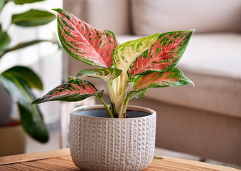 オシャレな「観葉植物」