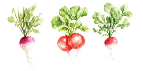 radish Watercolor painted vegetables. Fresh colorful veggies vector illustration