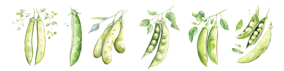 Peas bean Watercolor painted vegetables. Fresh colorful veggies vector illustration