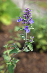 Nepeta faassenii Purrsian Blue, hybrid perennial catmint of horticultural origin