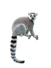 lemur isolated on white background