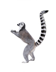 lemur standing on its hind legs isolated on white background