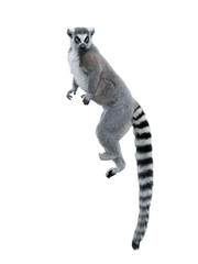 lemur isolated on white background