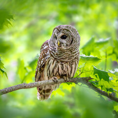 Female Barred Owl