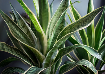 オシャレな観葉植物「サンスベリア（Sansevieria trifasciat）」