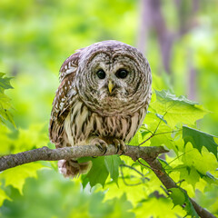 Female Barred Owl
