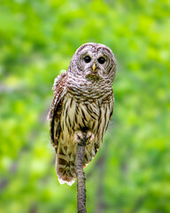 Female Barred Owl