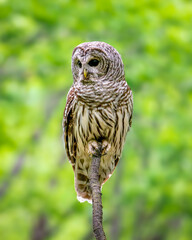 Female Barred Owl