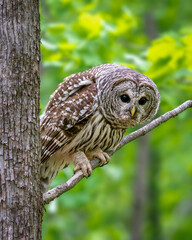 Female Barred Owl