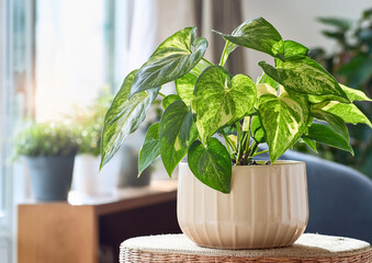 オシャレな「観葉植物」