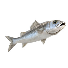 Fototapeta premium Fresh Sea Bass Fish Isolated on Transparent Background