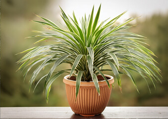 オシャレな「観葉植物」