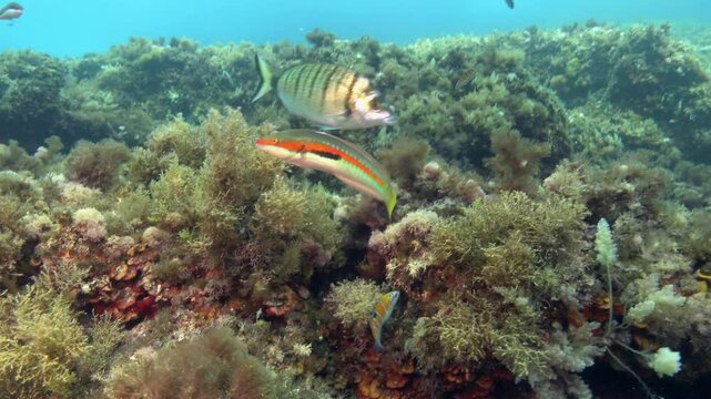 Little reef fish - Coris Julis - Mediterranean rainbow wrasse - 