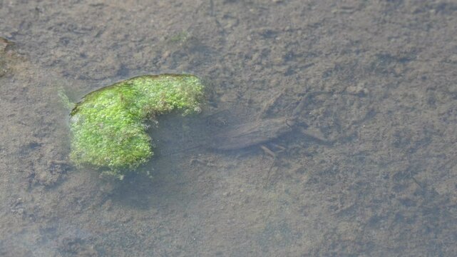 Water scorpions. Nepidae&nbsp;is a family of aquatic&nbsp;Heteropteran&nbsp;insects&nbsp;in the order&nbsp;Hemiptera. Its called&nbsp;water scorpion&nbsp;for their superficial resemblance to&nbsp;scorpions. Needle bugs or water stick insect