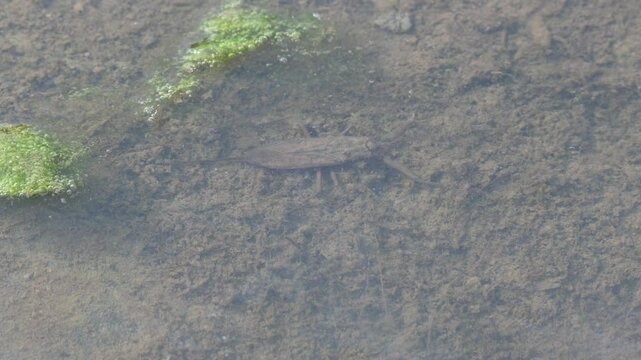 Water scorpions. Nepidae&nbsp;is a family of aquatic&nbsp;Heteropteran&nbsp;insects&nbsp;in the order&nbsp;Hemiptera. Its called&nbsp;water scorpion&nbsp;for their superficial resemblance to&nbsp;scorpions. Needle bugs or water stick insect