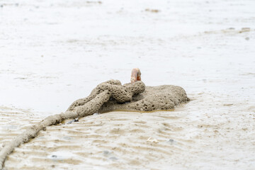 A small animal is laying on the sand