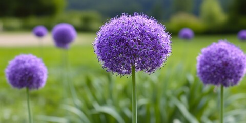 Obraz premium Vibrant Allium Flower Field with Ornamental Round Blooms in a Decorative Garden Landscape Setting