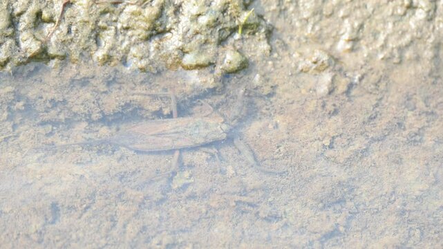 Water scorpions. Nepidae&nbsp;is a family of aquatic&nbsp;Heteropteran&nbsp;insects&nbsp;in the order&nbsp;Hemiptera. Its called&nbsp;water scorpion&nbsp;for their superficial resemblance to&nbsp;scorpions. Needle bugs or water stick insect
