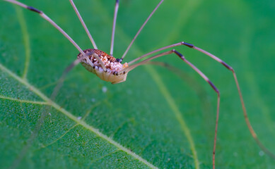 A harvestman, or daddy long legs, of the Sclerosomatidae family, with very long legs and a beautiful pattern of neutral colors.  This one is on a fig leaf.