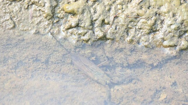 Water scorpions. Nepidae&nbsp;is a family of aquatic&nbsp;Heteropteran&nbsp;insects&nbsp;in the order&nbsp;Hemiptera. Its called&nbsp;water scorpion&nbsp;for their superficial resemblance to&nbsp;scorpions. Needle bugs or water stick insect