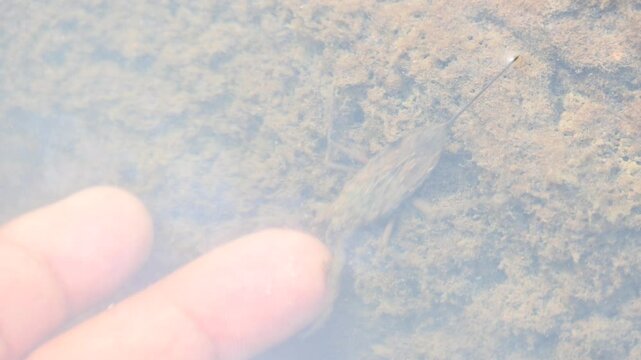 Water scorpions. Nepidae&nbsp;is a family of aquatic&nbsp;Heteropteran&nbsp;insects&nbsp;in the order&nbsp;Hemiptera. Its called&nbsp;water scorpion&nbsp;for their superficial resemblance to&nbsp;scorpions. Needle bugs or water stick insect