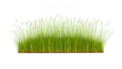 Isolated Patch of Green Grass Vibrant Spring Growth on White Background for Eco-Friendly Designs