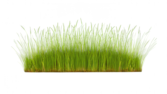 Isolated Patch of Green Grass Vibrant Spring Growth on White Background for Eco-Friendly Designs