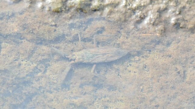 Water scorpions. Nepidae&nbsp;is a family of aquatic&nbsp;Heteropteran&nbsp;insects&nbsp;in the order&nbsp;Hemiptera. Its called&nbsp;water scorpion&nbsp;for their superficial resemblance to&nbsp;scorpions. Needle bugs or water stick insect