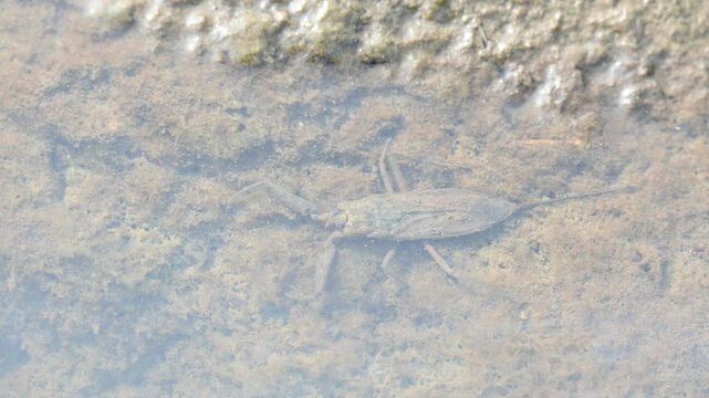 Water scorpions. Nepidae&nbsp;is a family of aquatic&nbsp;Heteropteran&nbsp;insects&nbsp;in the order&nbsp;Hemiptera. Its called&nbsp;water scorpion&nbsp;for their superficial resemblance to&nbsp;scorpions. Needle bugs or water stick insect