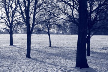 Snow landscape of winter trees in a park during the freezing winter weather, monochrome blue tint...