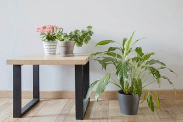 houseplants in pots  in modern interior